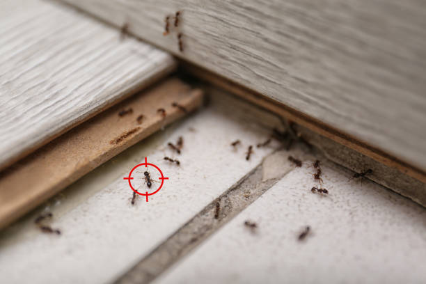 Trusted Sarasota Springs, FL Pest Control Experts